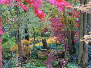 Acer path in autumn       